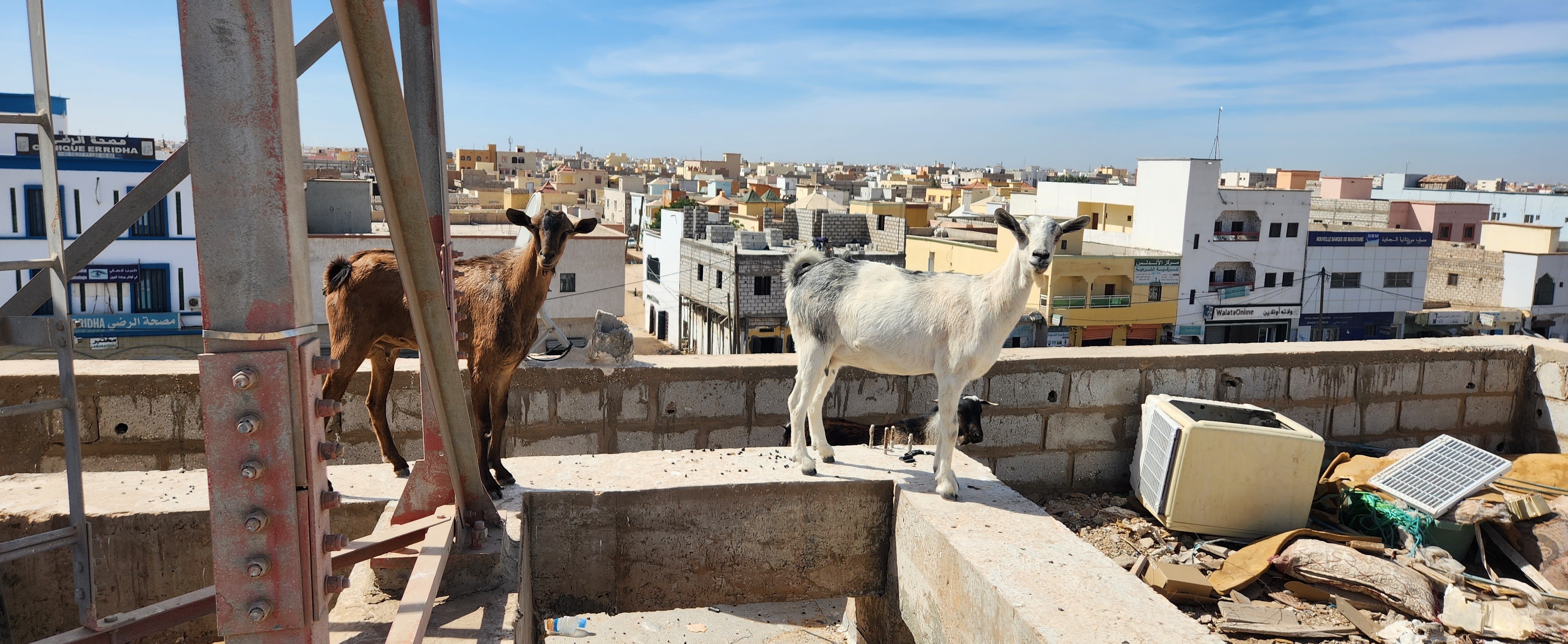 Goats On Tower